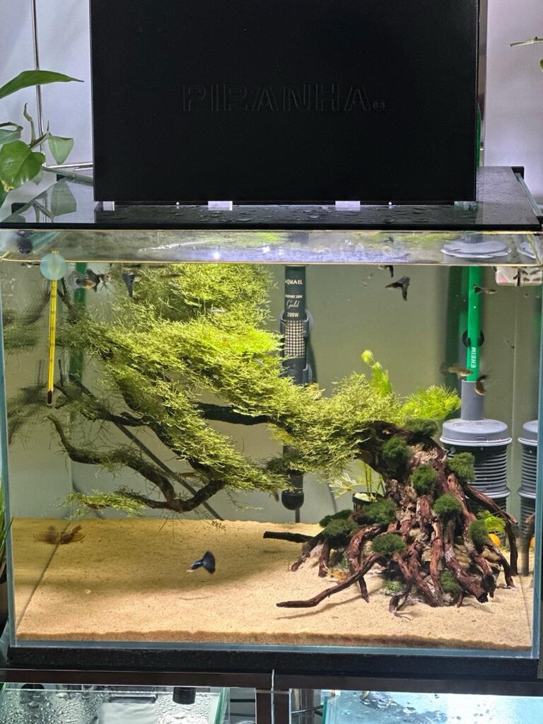 ULTRA CLEAR TASARIM AKVARYUM - 5
