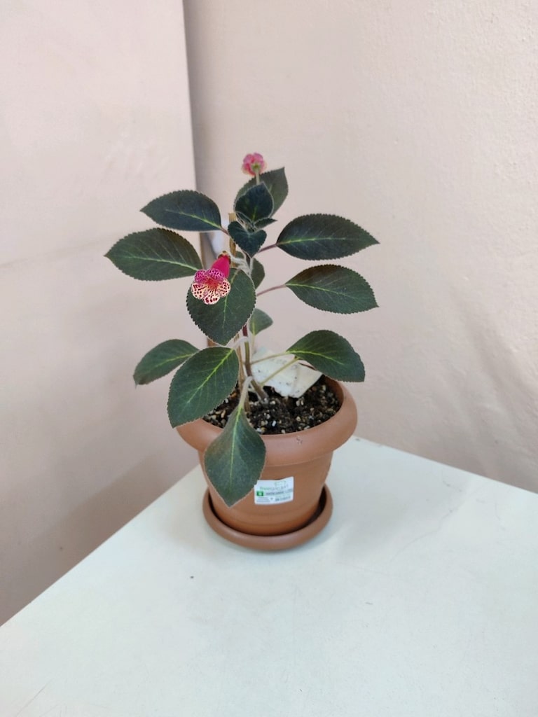 Çiçek kohlera bordo renkli - 2