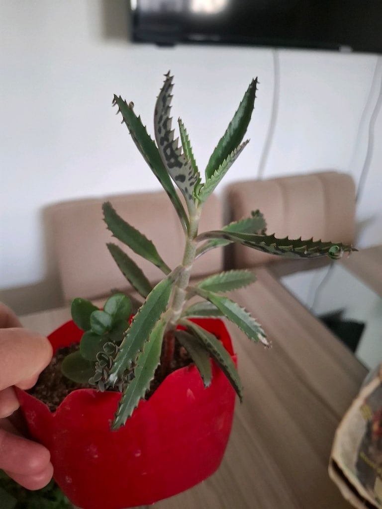 4 farklı canlı çiçek 100₺ - 16