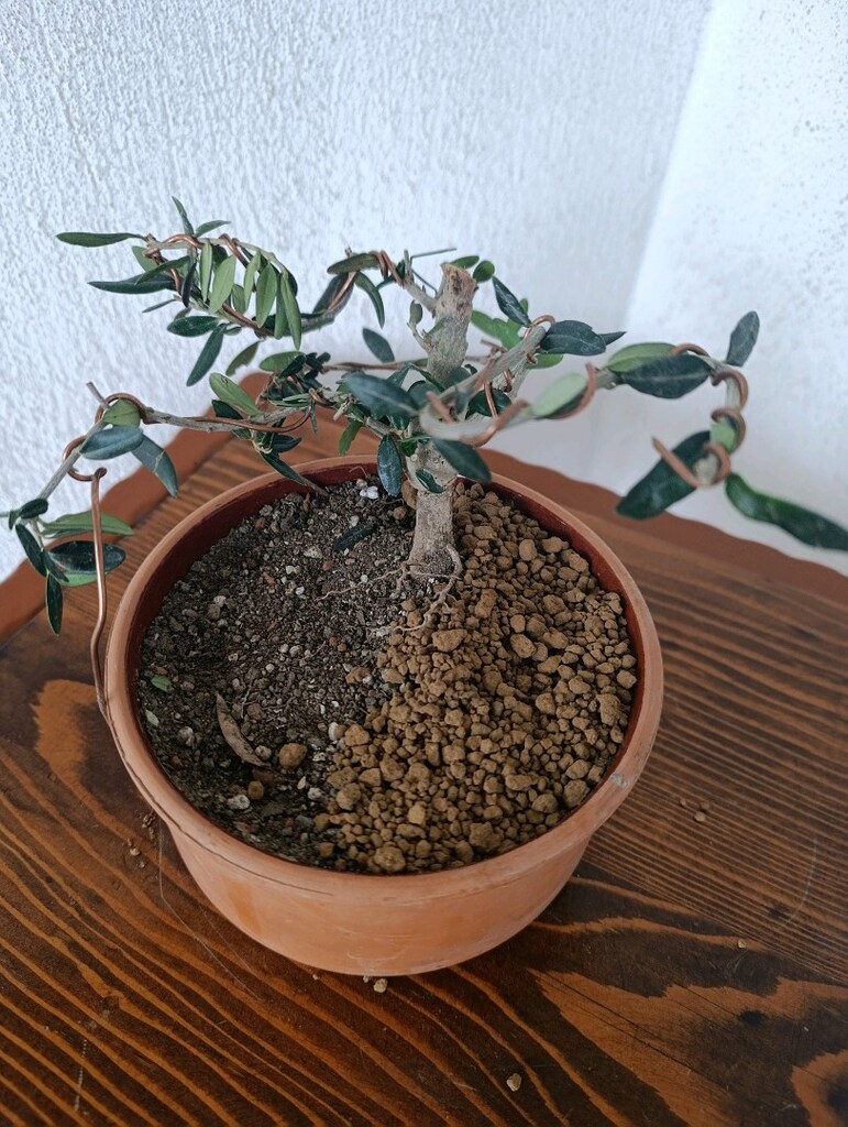 bonsai - 5