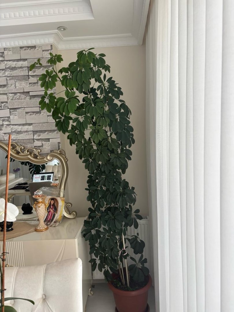 2m dev boy gur formda seflera schefflera semsiye agaci - 4