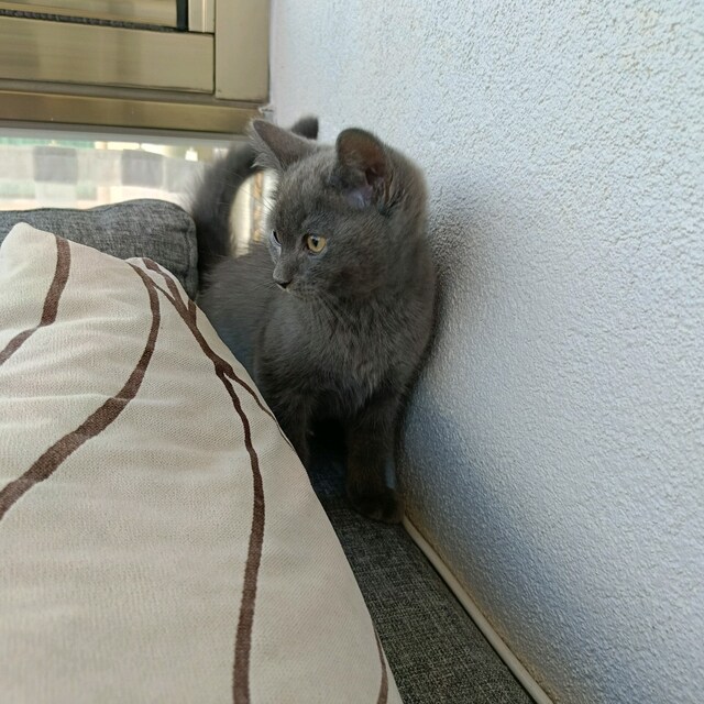 british kedi