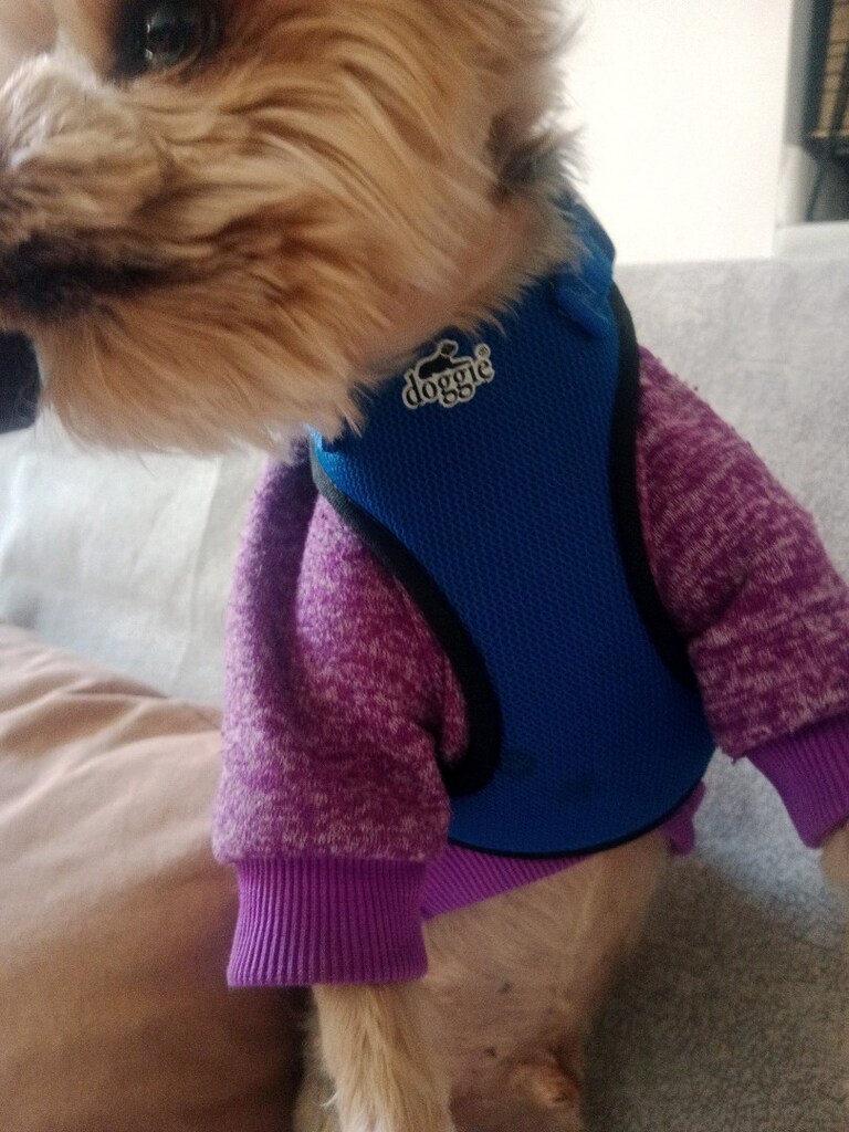 köpek giysisi, Sbeden - 7