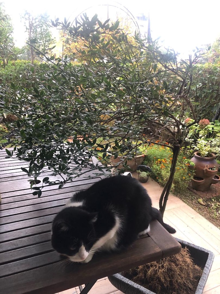 Sarı Yasemin Bitkisi Bonsai Formunda - 7