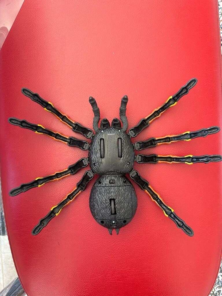 Tarantula Örümcek - 4