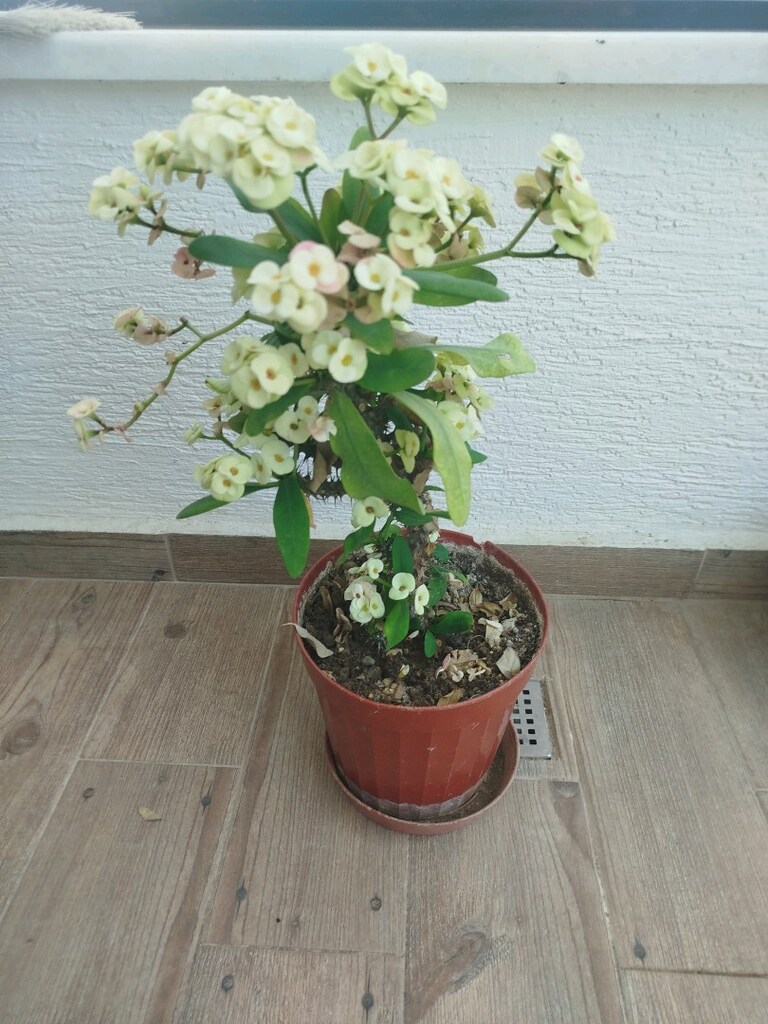 canlı çiçek - 3
