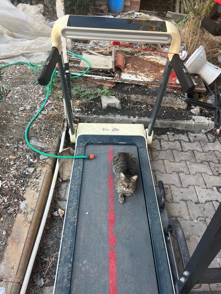 VOİT KOŞU BANDI - 6