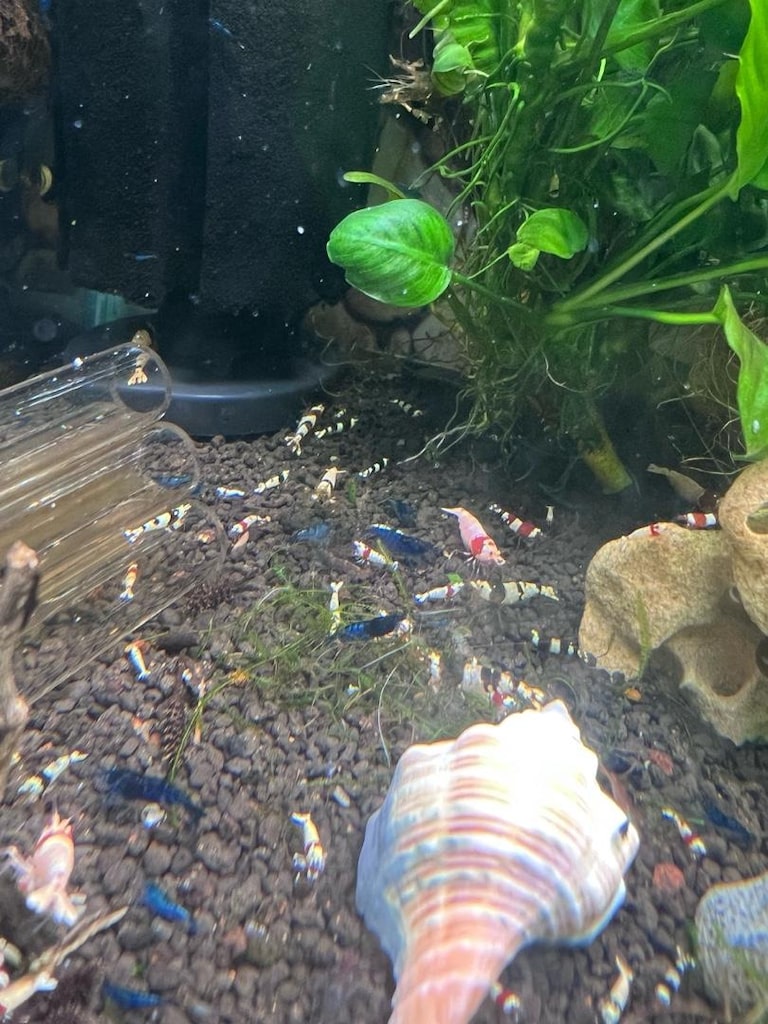 Caridina Neocaridina Akvaryumu - 4