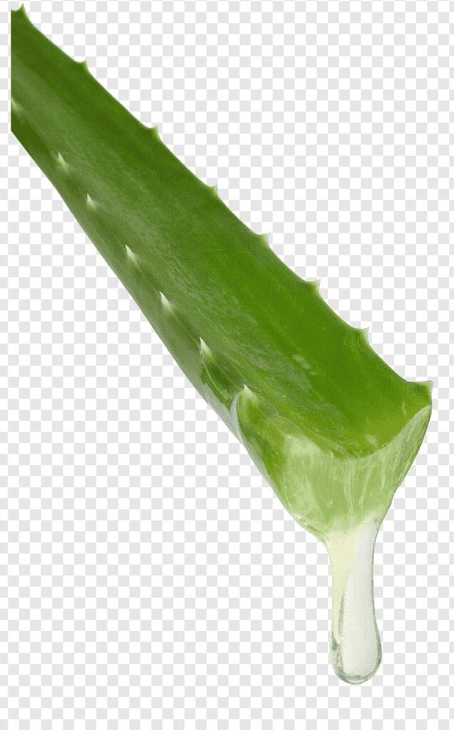 Meksika Cinsi Dev Aloe Vera Yaprağı - 2