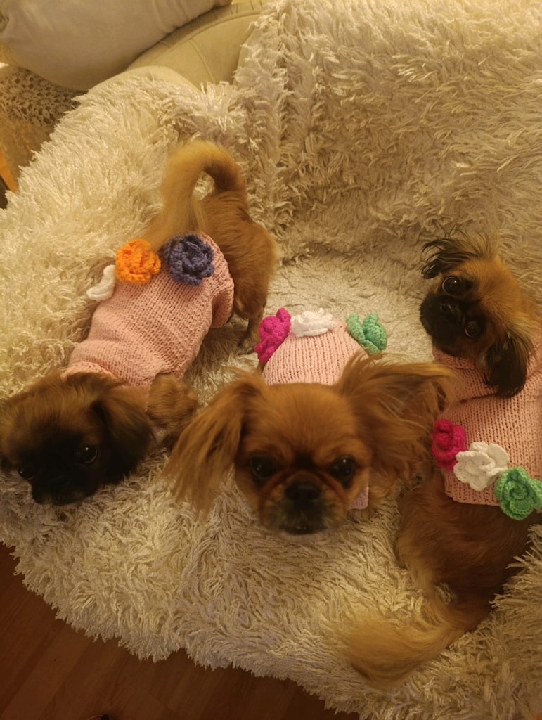 köpek giyim - 2