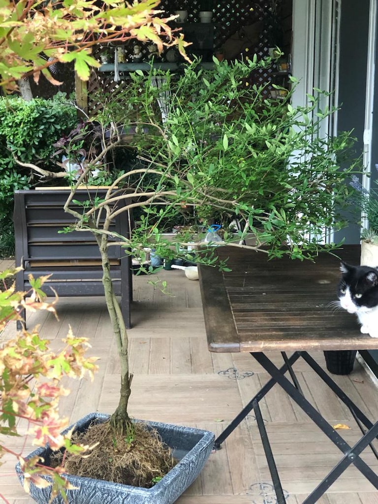 Sarı Yasemin Bitkisi Bonsai Formunda - 5
