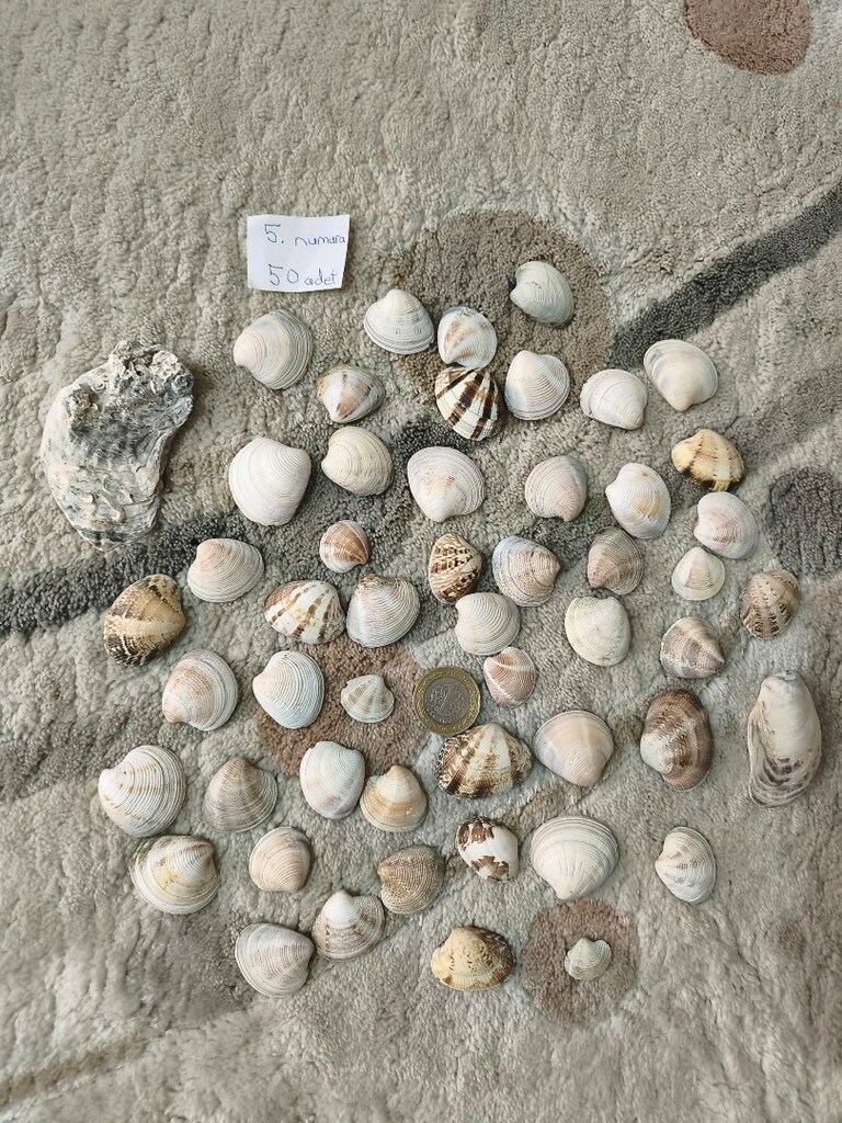 doğal Deniz kabukları - 6