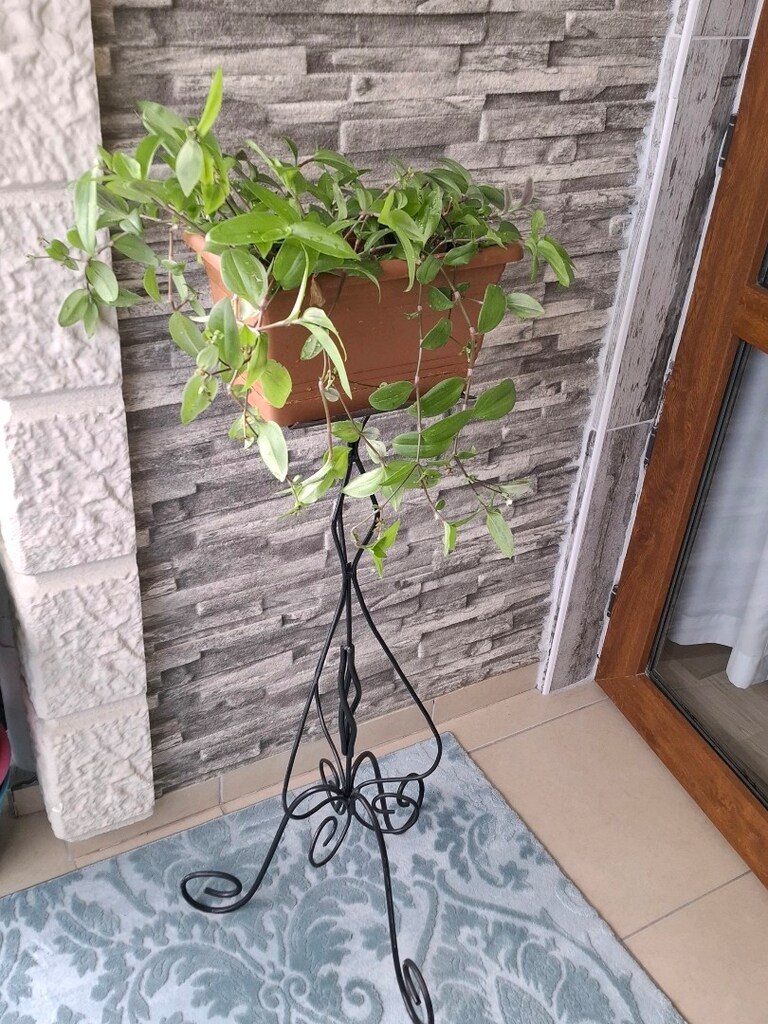 telgraf çiçeği ve çiçeklik 1050₺ - 2