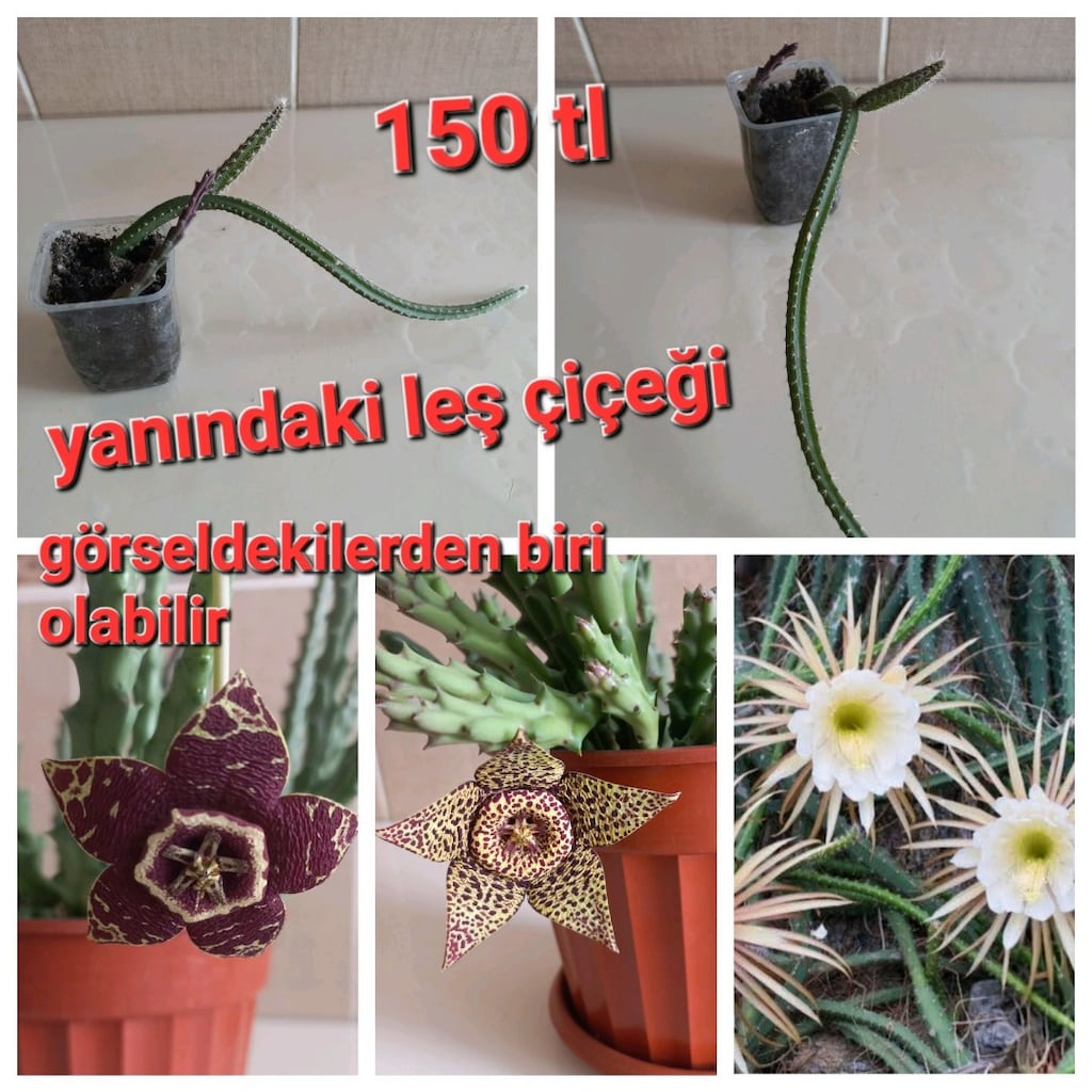 kaktüs sukulent Canlı çiçek atlas çiçeği - 6