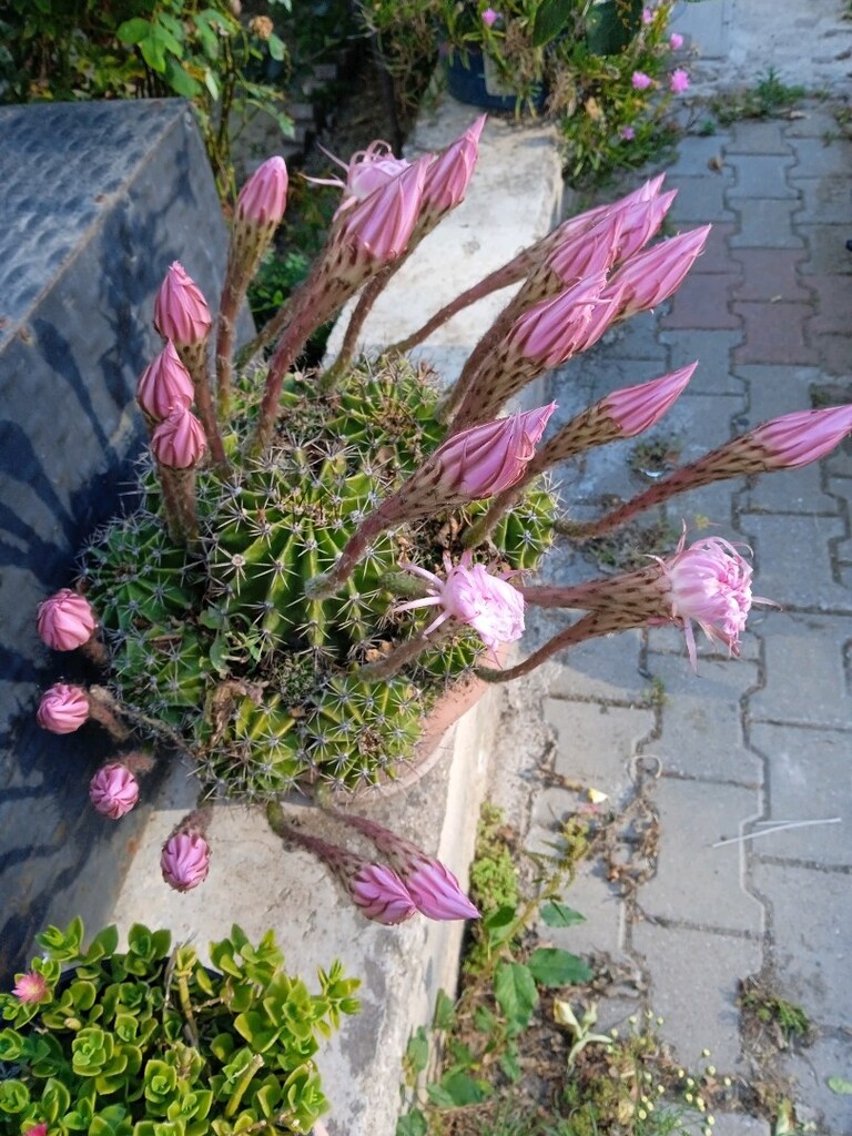 kaktüs çiçeği - 2