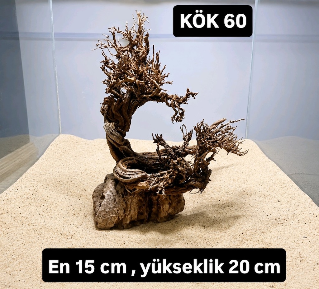Moss ağaç çeşitleri - 11