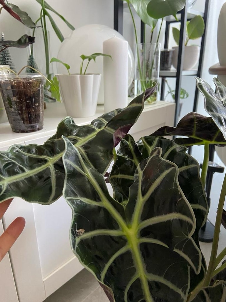 canlı salon bitkisi alocasia polly - 4