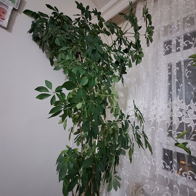 şeflera bitkisi (şemsiye ağacı)-Ev-Ofis-Salon bitkisi