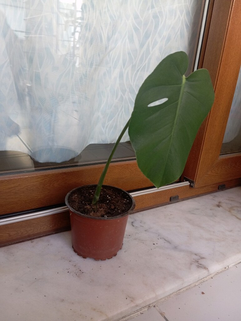 Monstera Deve Tabanı 1 yapraklı - 2