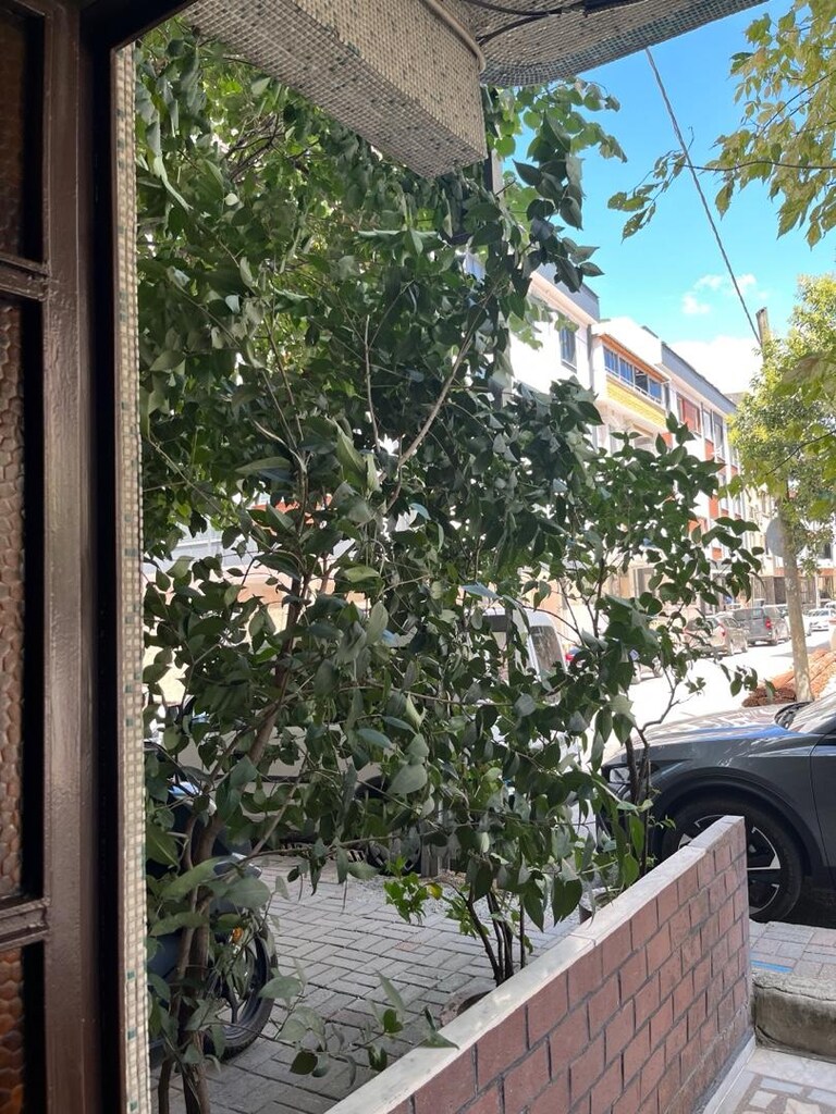 Çiçek Büyük Ağaç Ligustrum Kurtbağrı (Çit bitkisi/dekoratif) - 11