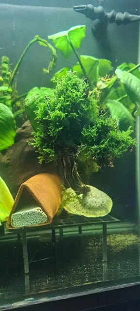 Moss ve Ağacı