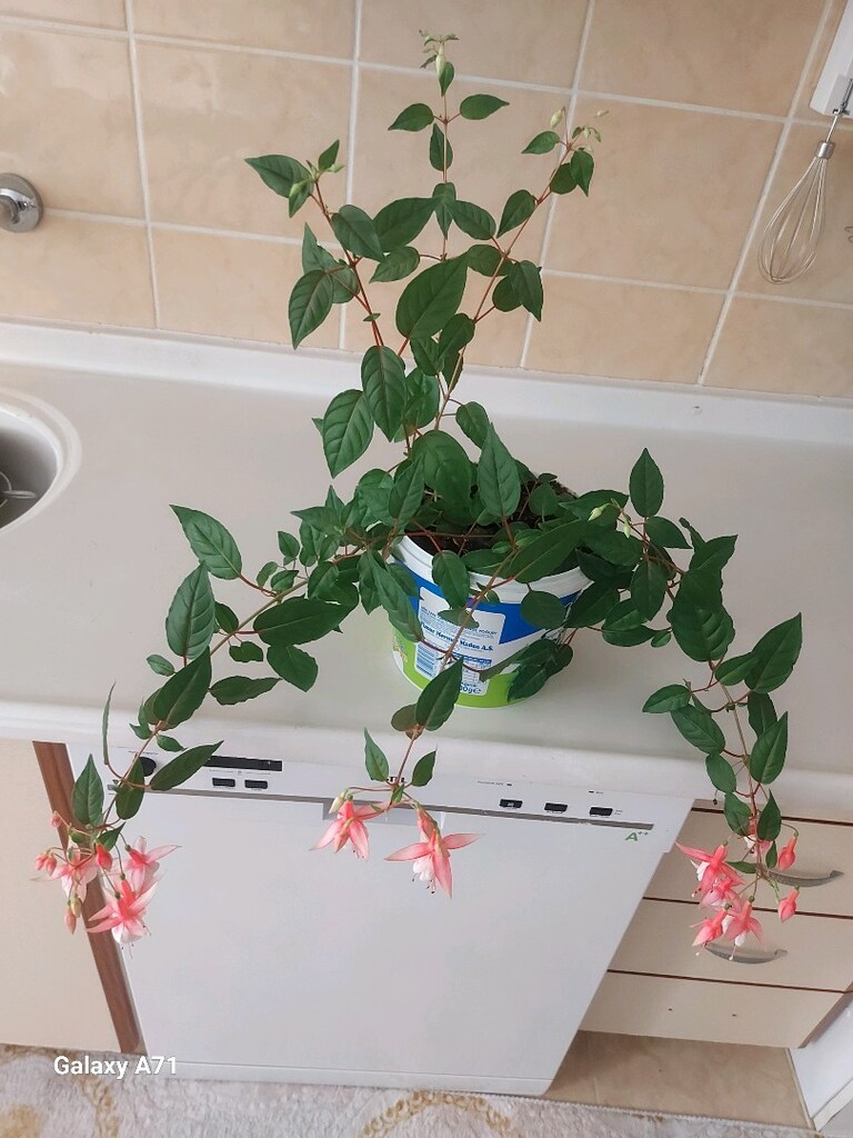 küpe çiçeği büyük bakimli - 2
