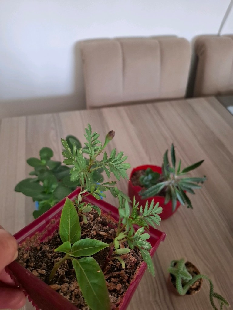 4 farklı canlı çiçek 100₺ - 9