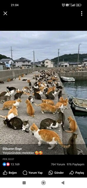 kedi