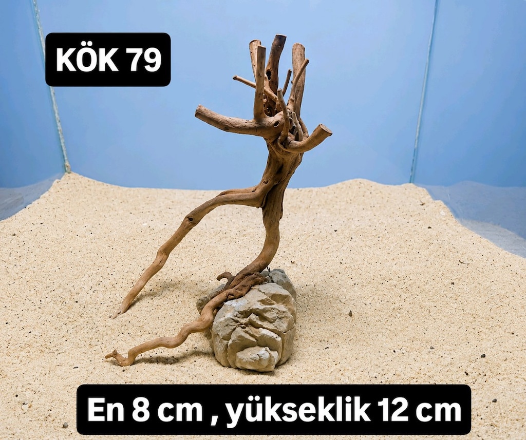 akvaryum kök - 4