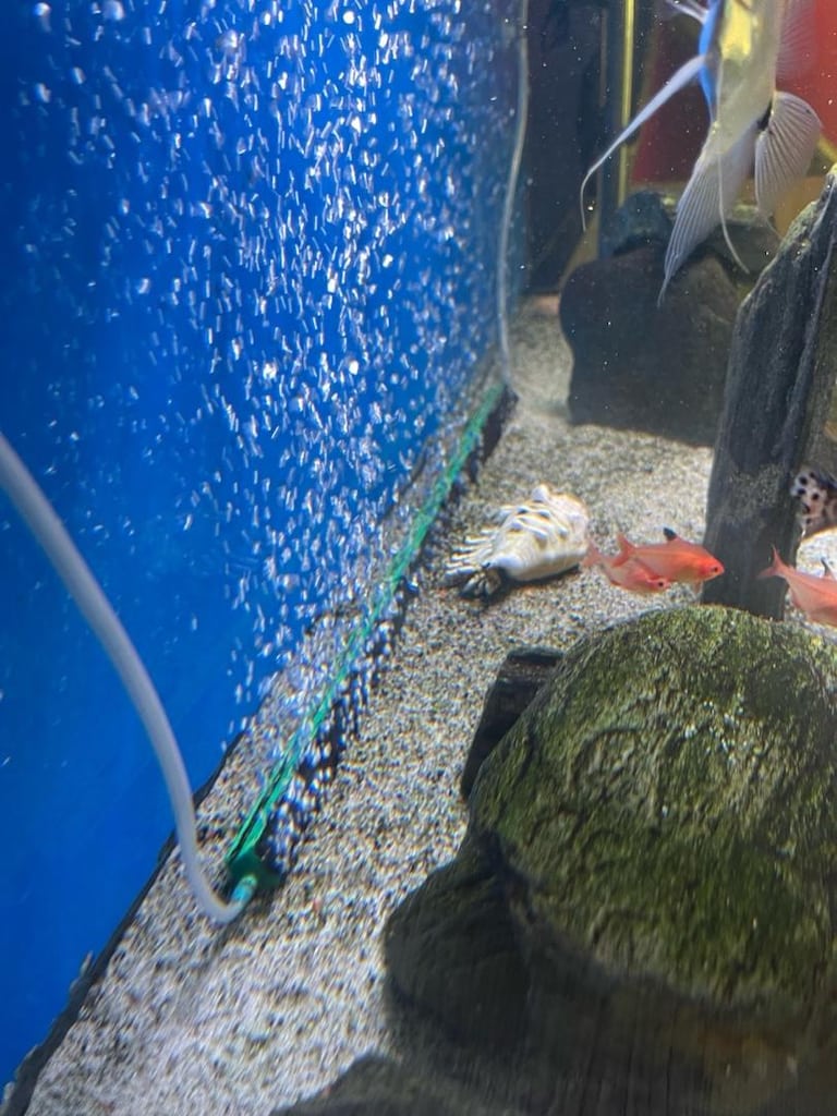 1 metre akvaryum - 4