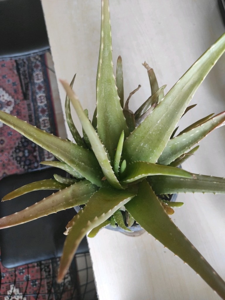 canlı çiçek aloavera - 5