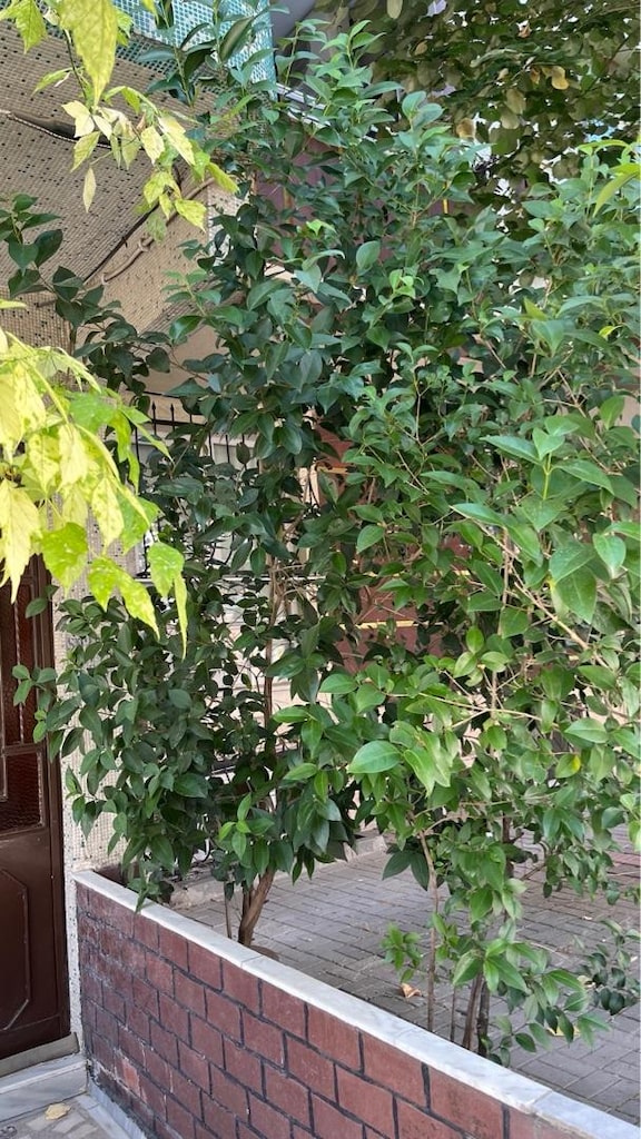 Çiçek Büyük Ağaç (Çit bitkisi/dekoratif) - 2