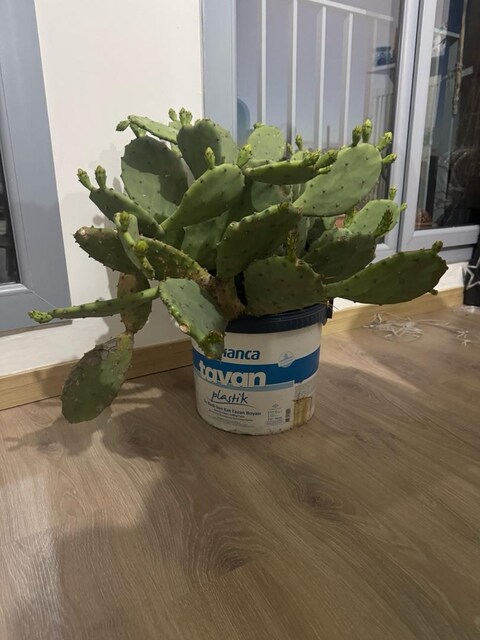 Büyük Boyutlu , Bol Tomurcuklu Kaynana Dili Kaktüsü (Opuntia)