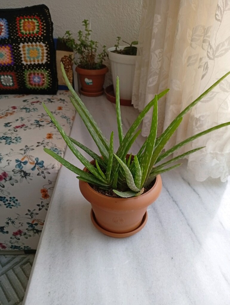 Aloevera çiçeği - 2