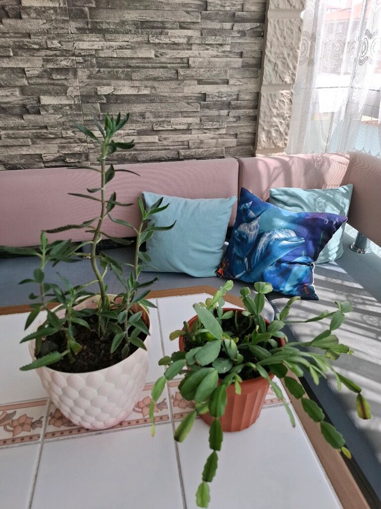 çiçek ( 2 saksı 550₺ ) - 12