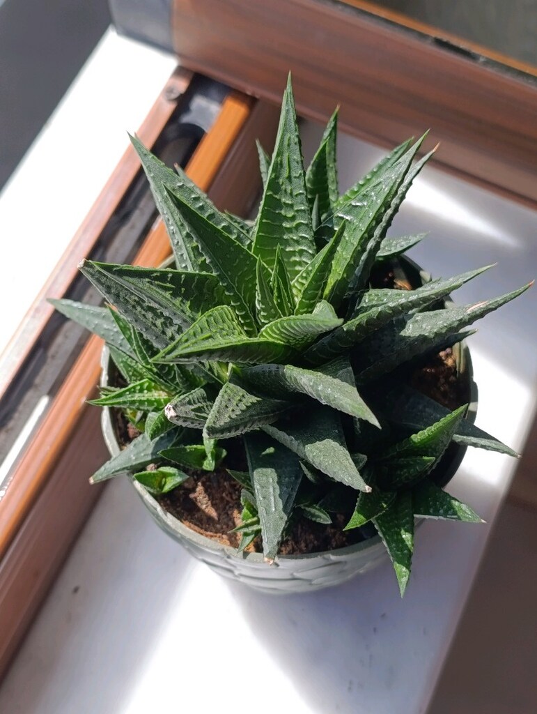 Haworthia Limifolia - 3