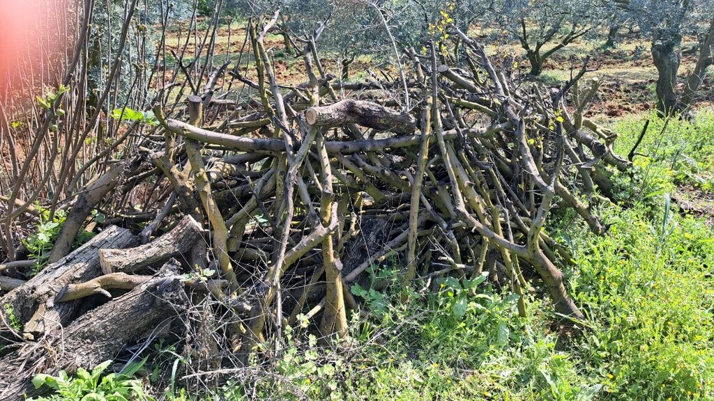 Zeytin Odun - 4