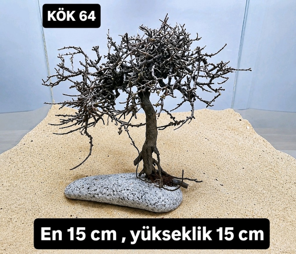 Moss ağacı - 9