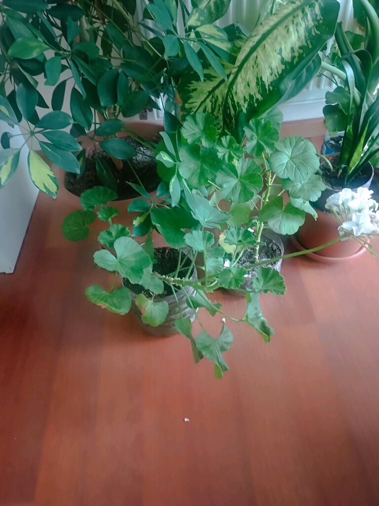 beyaz pembe renkli sardunyalar hersaksida iki tane fidesi var - 3