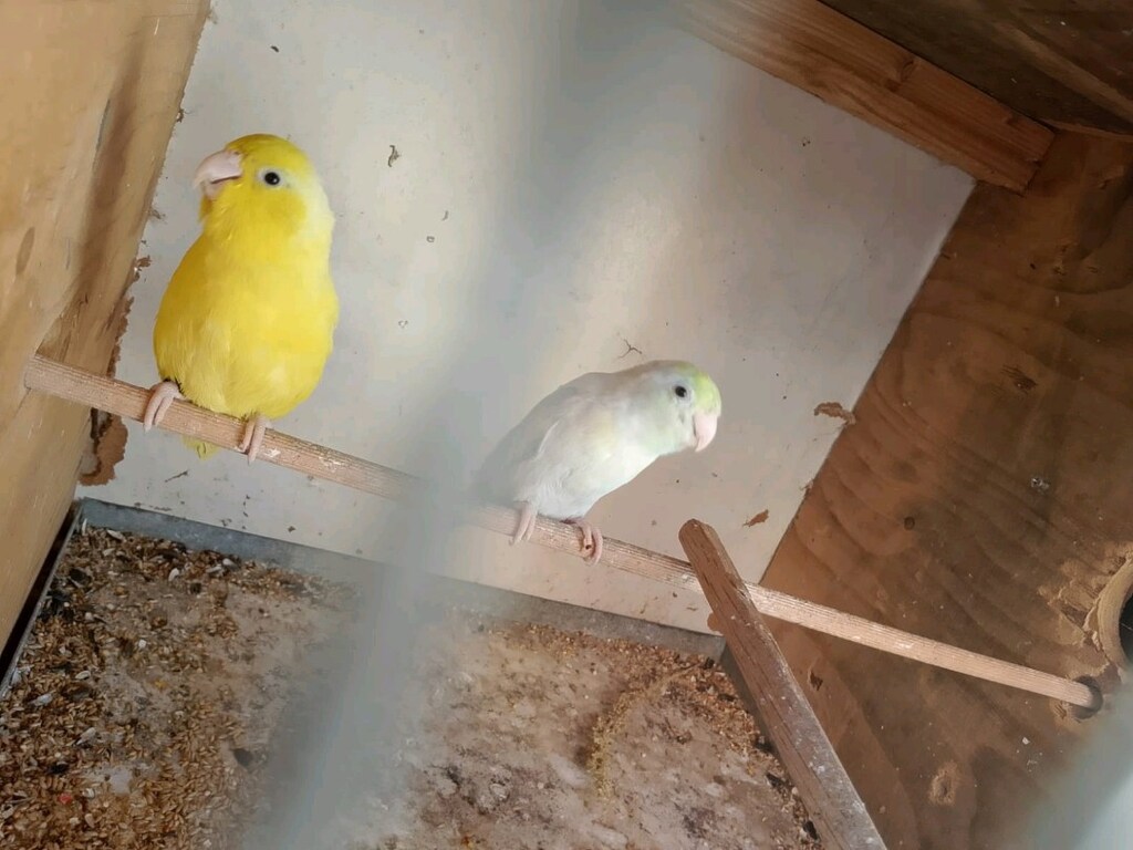 Pet malzeme - 2