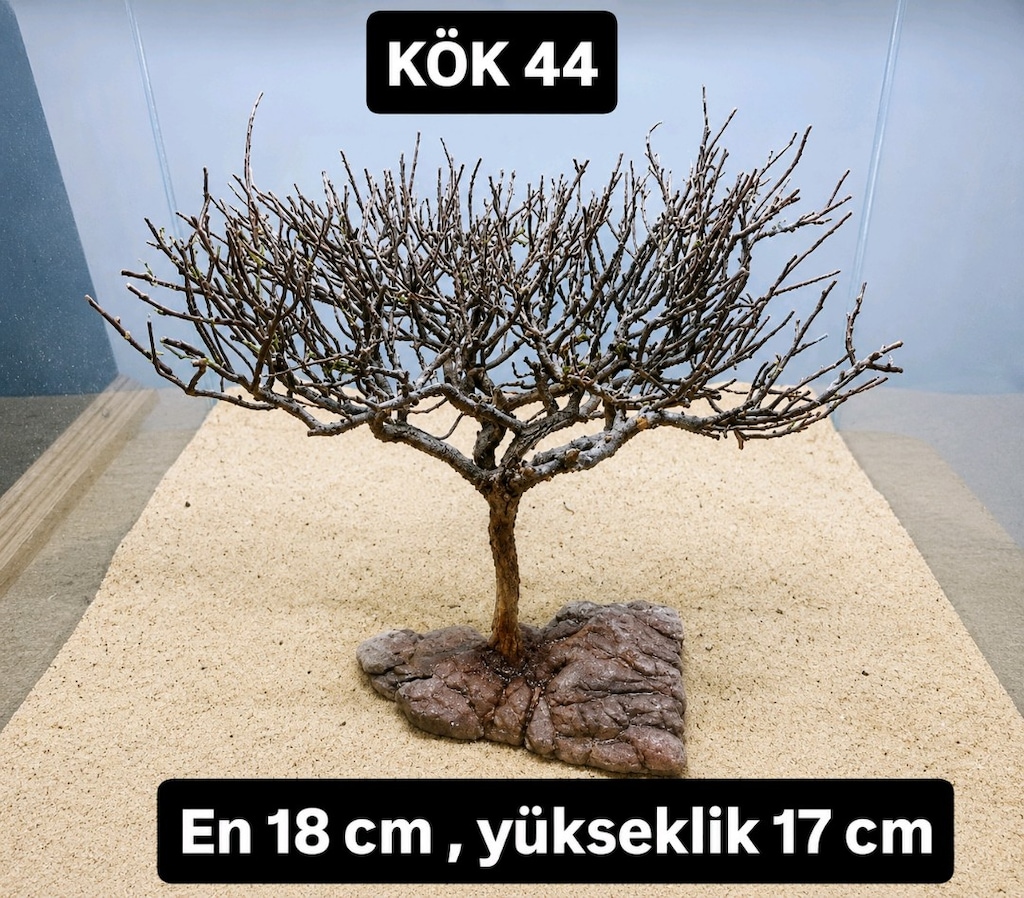 Moss ağacı - 11