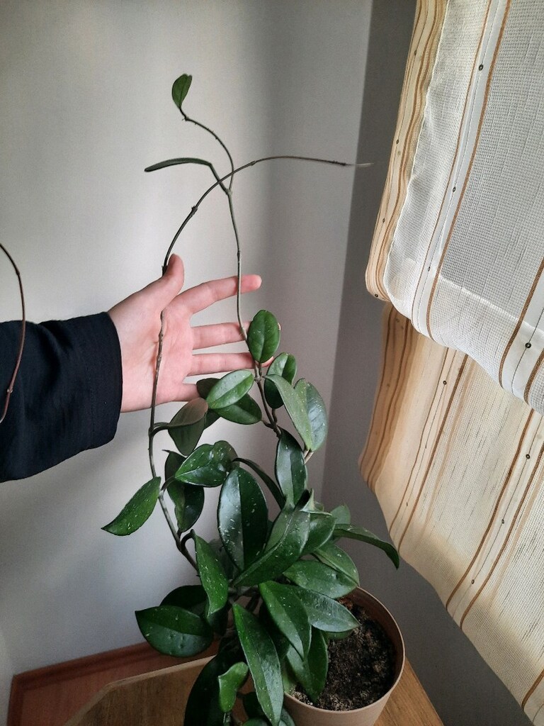 Mum çiçeği Çiçek Canlı Yeşil yapraklı - 3