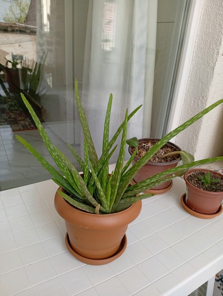 Aloevera çiçeği - 4
