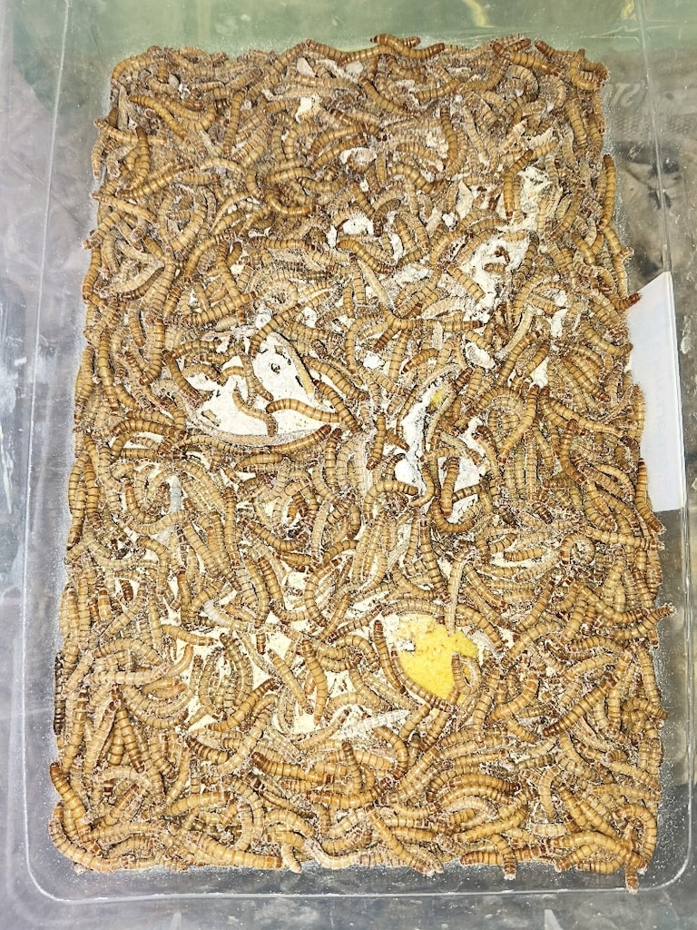 akvaryum yem - 2