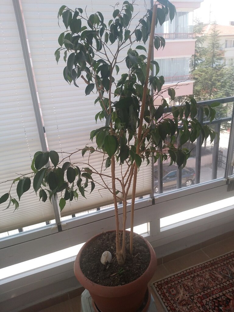 çiçek - 2