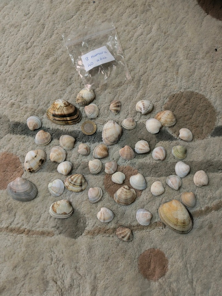 doğal Deniz kabukları - 14