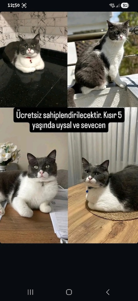 kedi