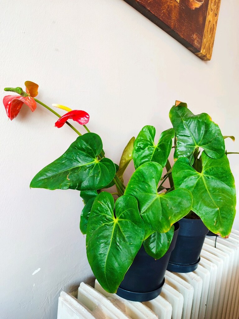 Antoryum (Flamingo Çiçeği) - 4
