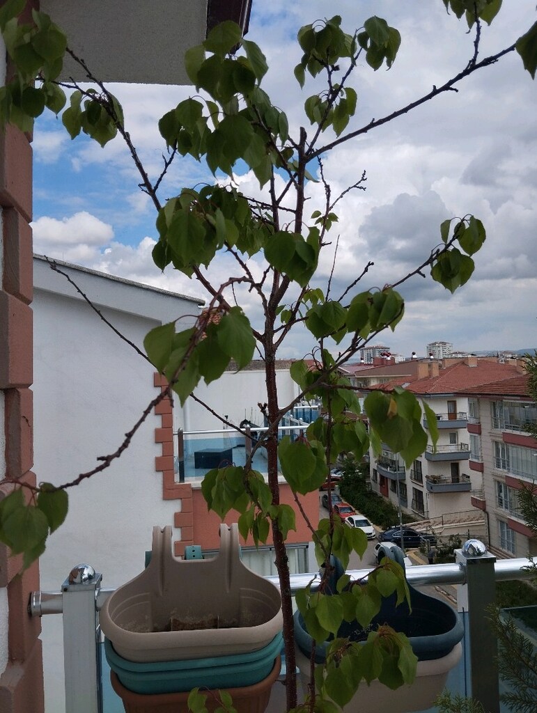 1 ad meyve ağacı - 2