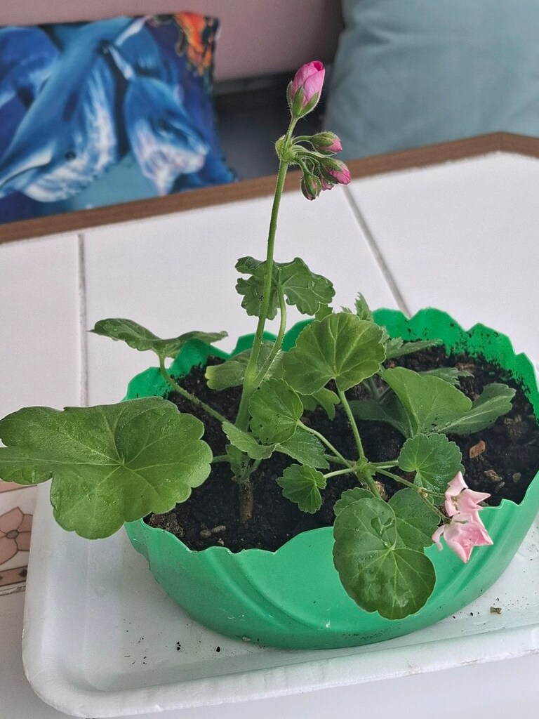 pembenin 3 tonu sardunya çiçeğii - 6